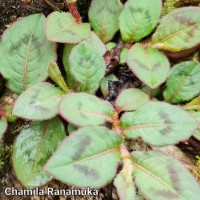 Persicaria capitata (Buch.-Ham. ex D.Don) H.Gross